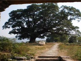 家门口种松树吉利吗?松树的风水含义有哪些?